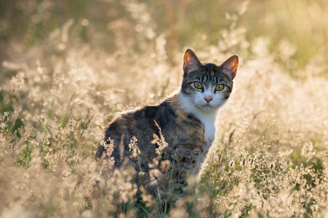 'Hello Kitty'