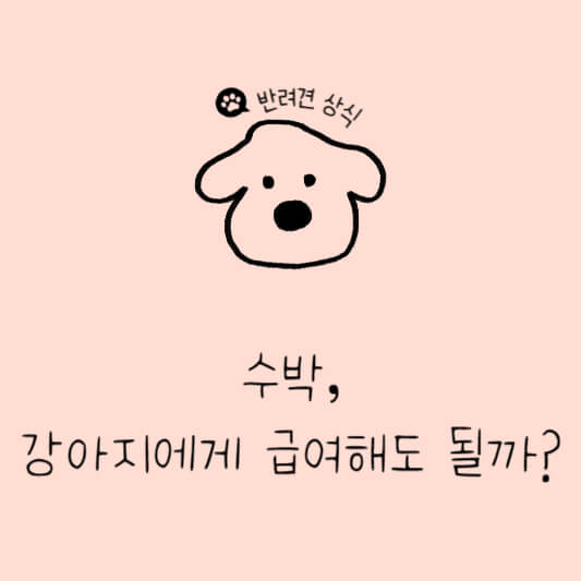 강아지 과일, 강아지 수박급여, 강아지 여름과일, 강아지 수박 주의사항