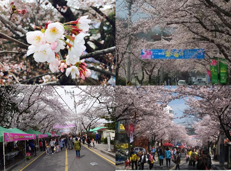 통영 봉숫골 꽃나들이 축제