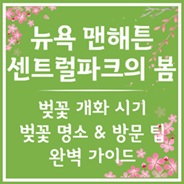 센트럴파크의 봄 그리고 벚꽃