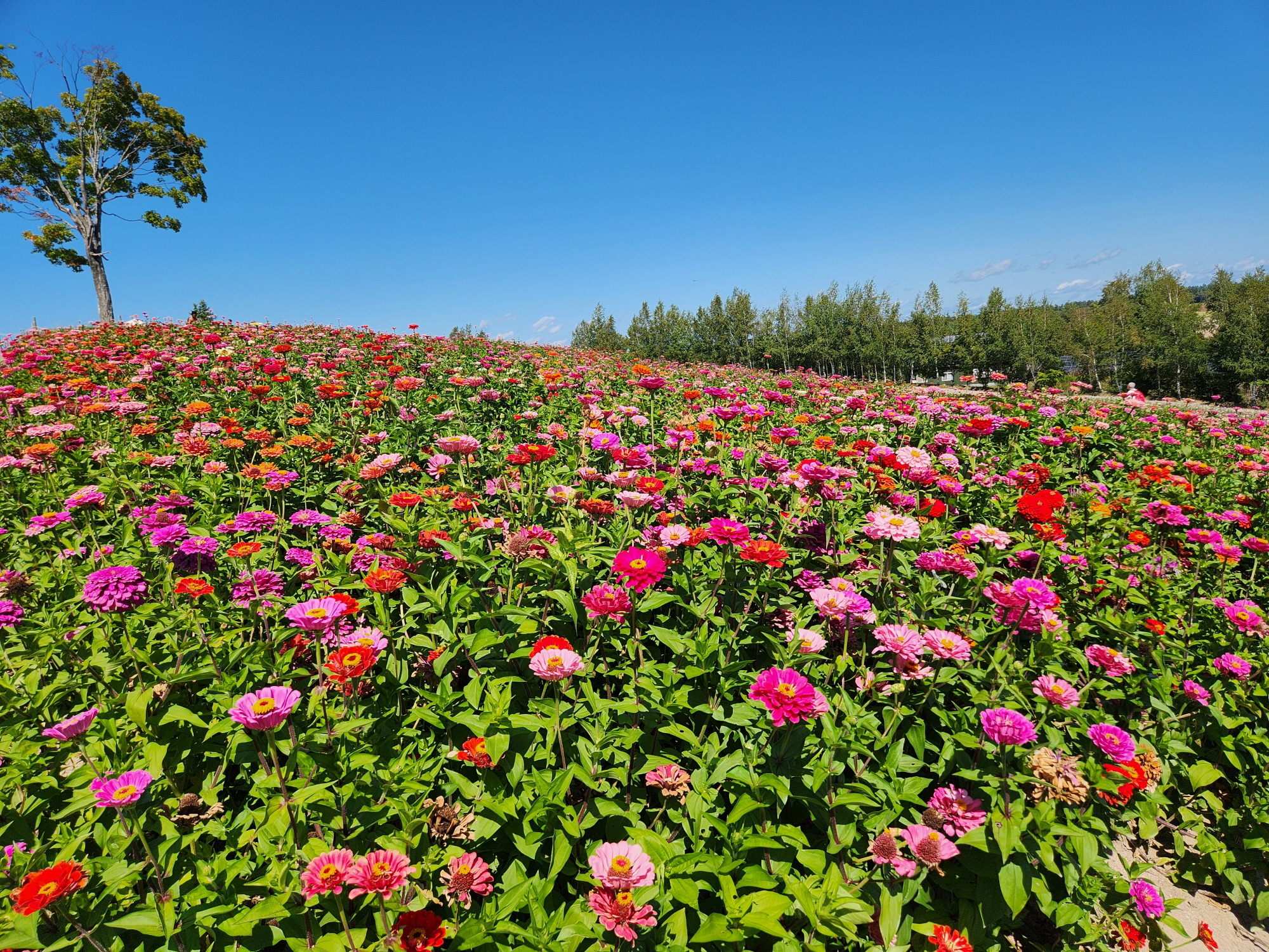 사계체 언덕 - 18