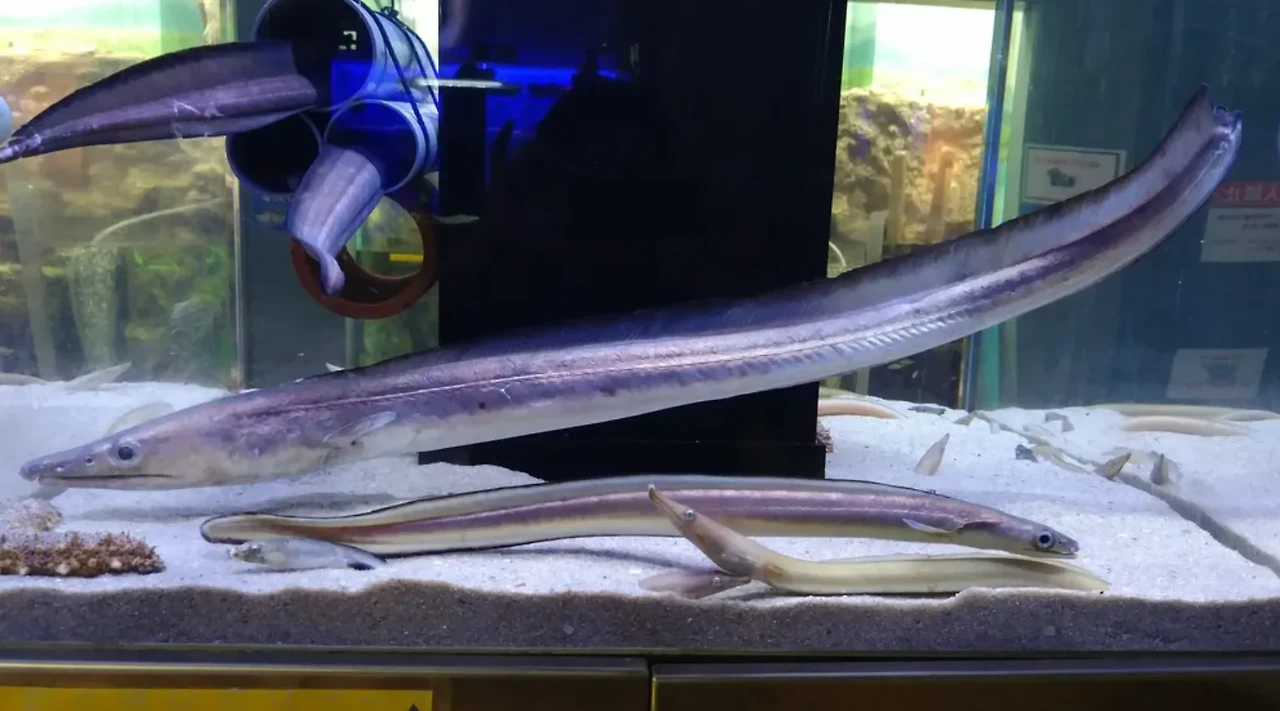 백반기행 사천 하모샤브샤브 제일전복횟집