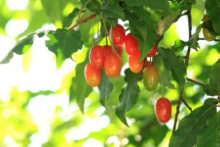 보리수 열매 효능