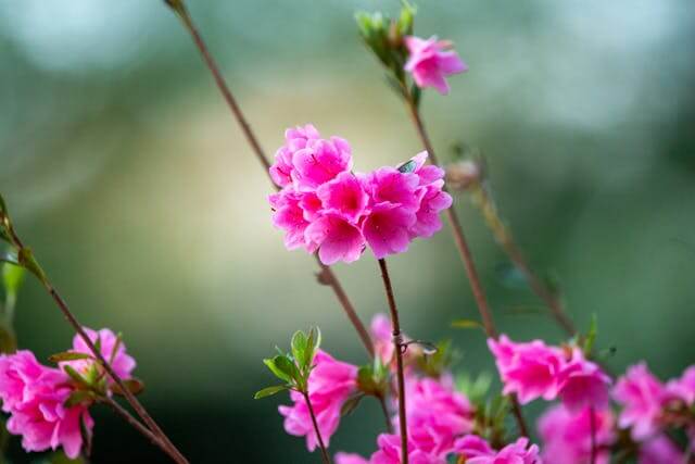 천주산 진달래 축제