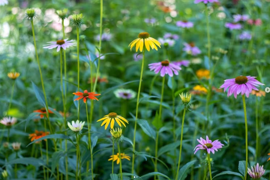 특색있고 아름다운 민간 정원 30선 추천 여행 - 11. 경주 야생화일기 정원