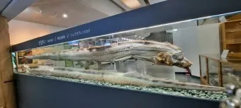 아이와 제주 여행 제주 민속 자연사박물관 예매 코스 가이드_16