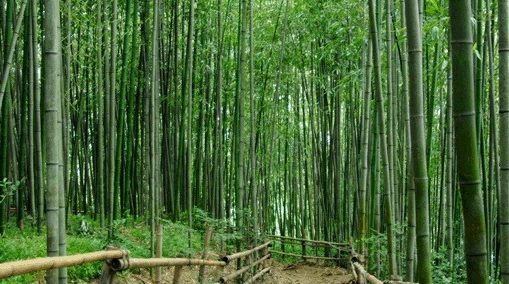 전남 담양 대나무 숲