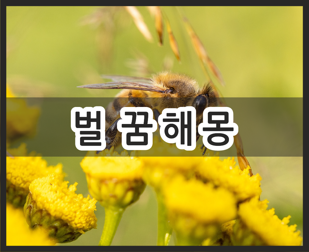 벌 꿈해몽