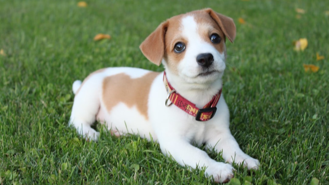 강아지&middot;고양이 보험 관련 사진