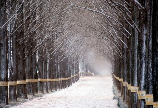 담양 메타세쿼이아 관련 사진첨부
