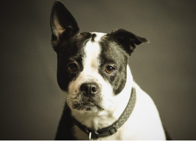 2026년 병오년 개띠 신년운세 총정리|무료로 보는 정확한 운세