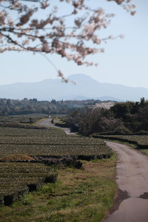 제주숨은벚꽃명소