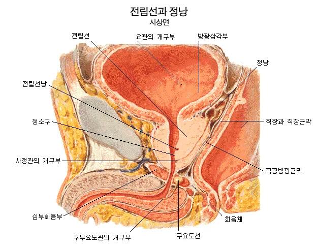 전립선 주변