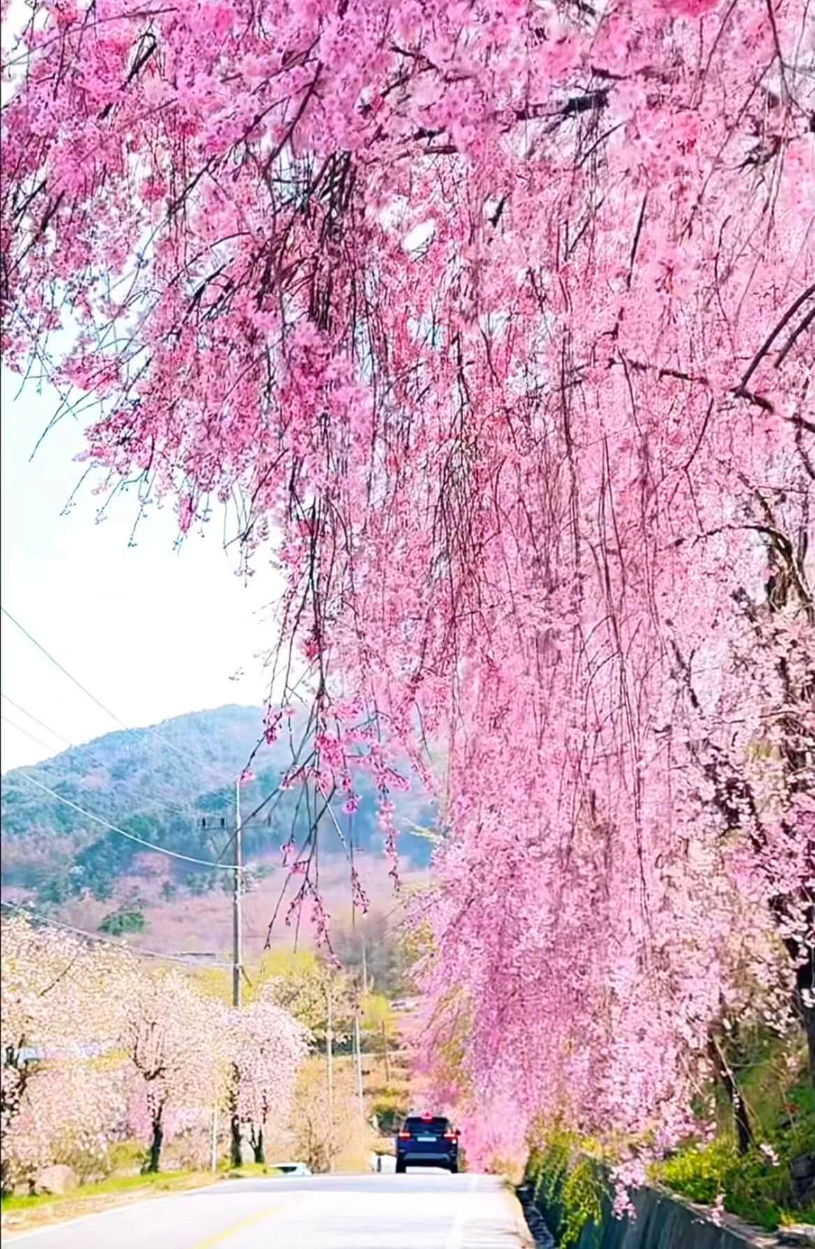 거창 병곡마을 수양벚꽃 주차 완벽 가이드 관련사진