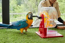 강원도 홍천 알파카월드 