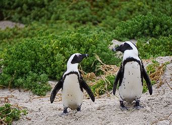 세계 펭귄의 날