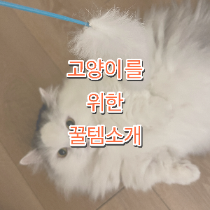 고양이 장난감