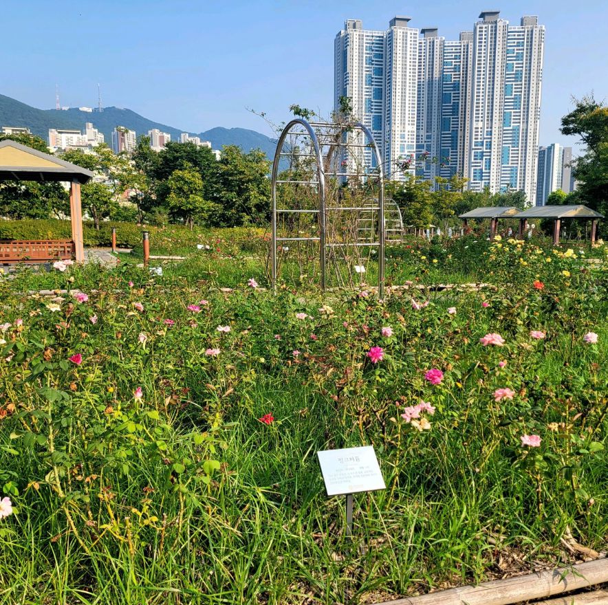 부산시민공원 하야리아잔디광장