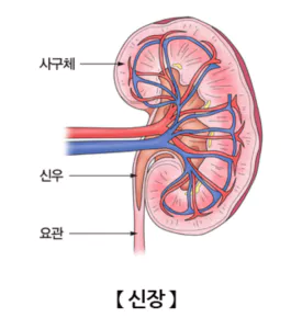 신장