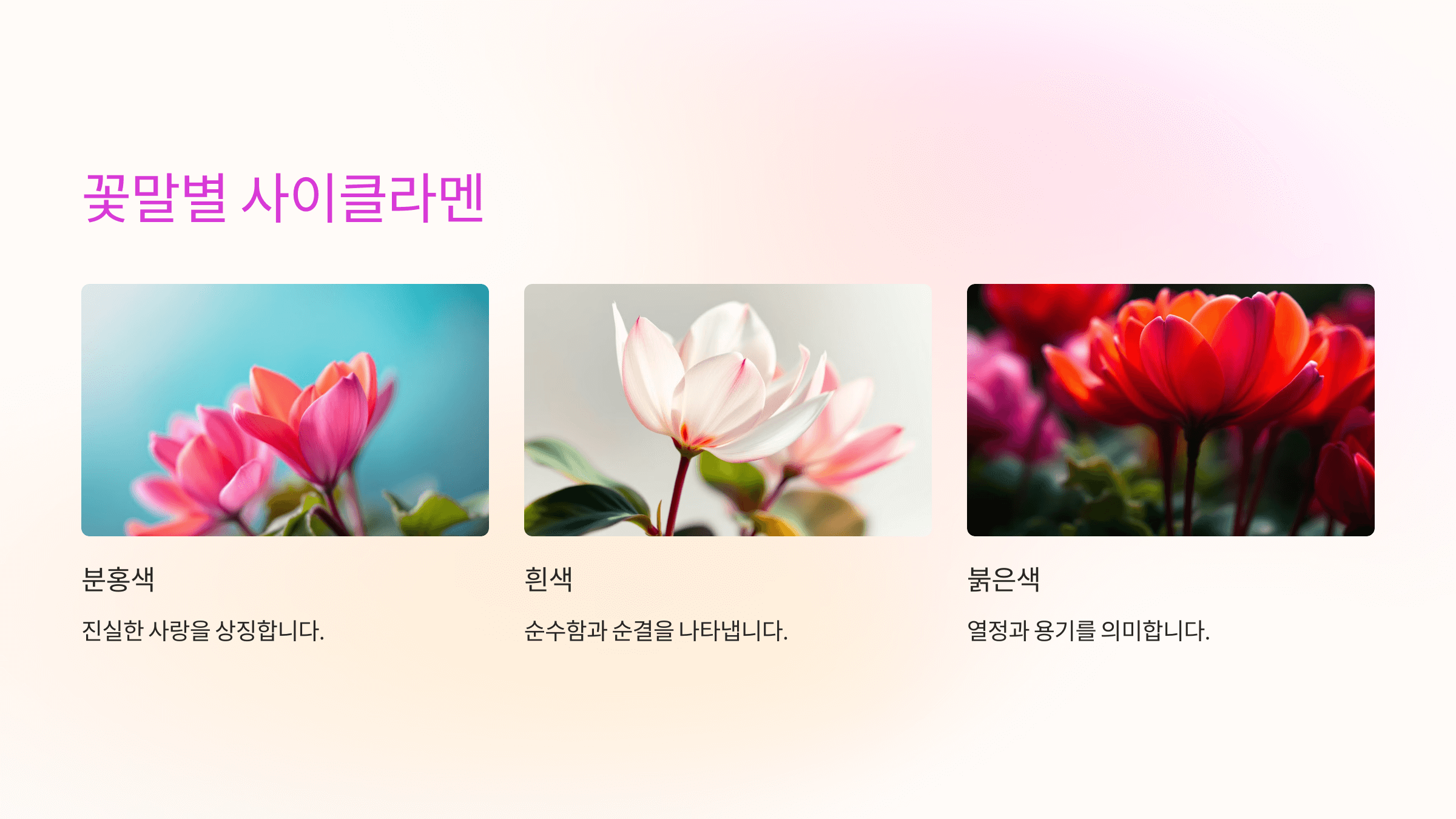 시클라멘 사진입니다.