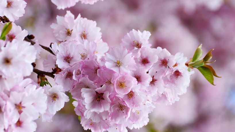 일본 벚꽃 시즌 숙소 추천 (온천 호텔 &amp; 료칸 베스트 5)