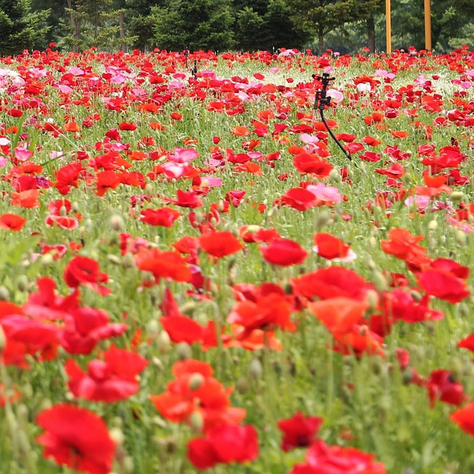 경기도 자라섬 꽃 페스타