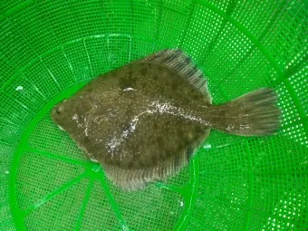 봄 도다리 제철 효능 레시피_8