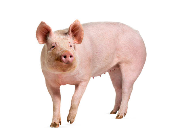 돼지 키우는 꿈