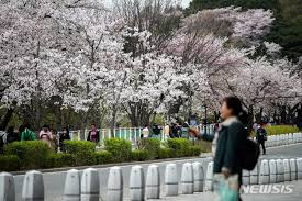 서울대공원 벚꽃축제 기본정보와 프로그램 정리