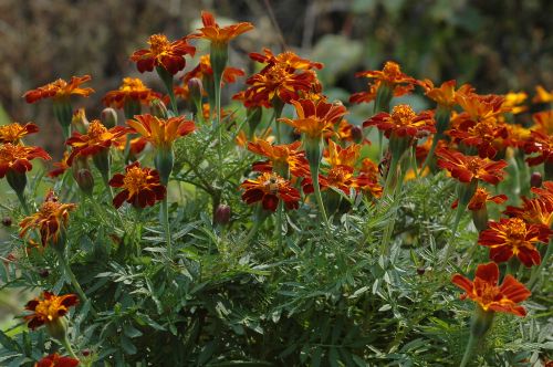 아프리칸매리골드