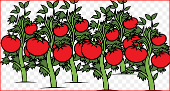 2024 화천 토마토축제 행사일정 확인하기