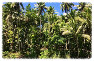 보홀 맨 메이드 포레스트