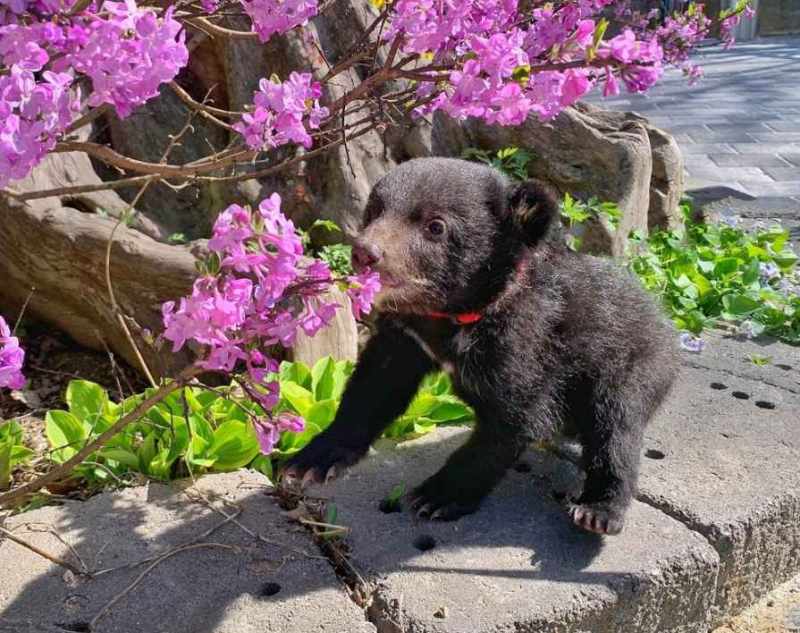 베어트리파크 철쭉제 봄과 철쭉