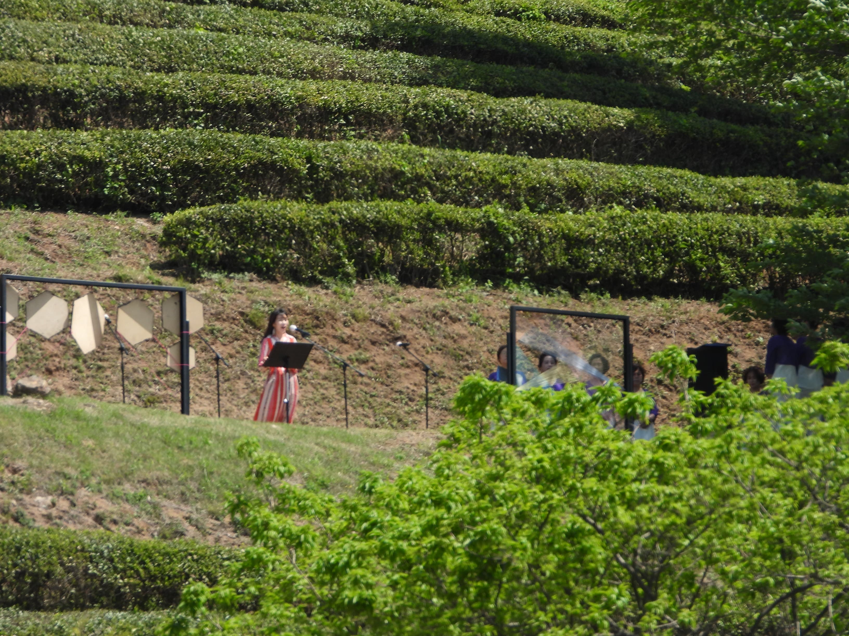 [5월 축제]2025 보성다향대축제❘기간, 일정, 프로그램 예약 방법, 추천코스, 셔틀 정보