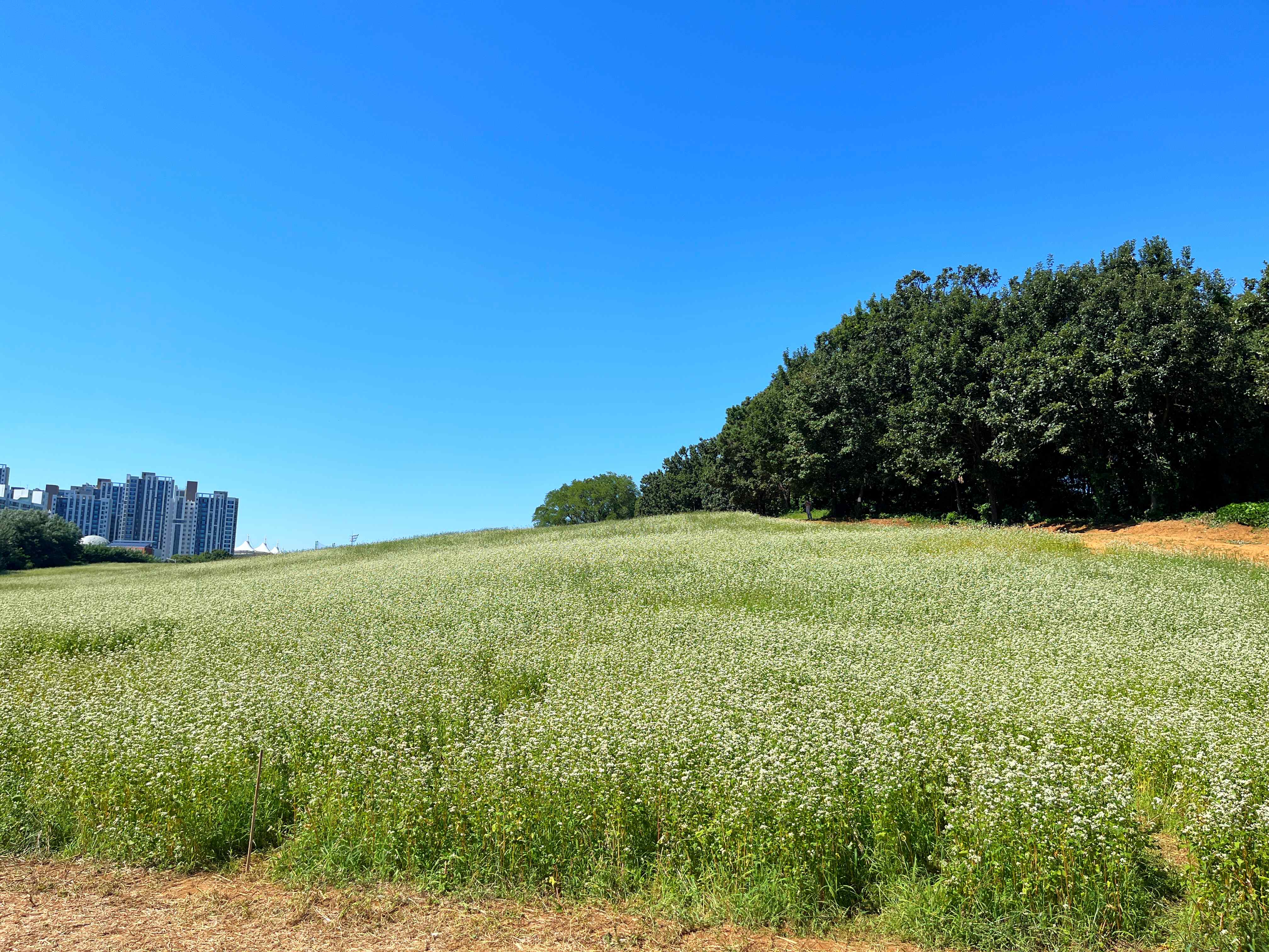 인천 선학동 메밀꽃