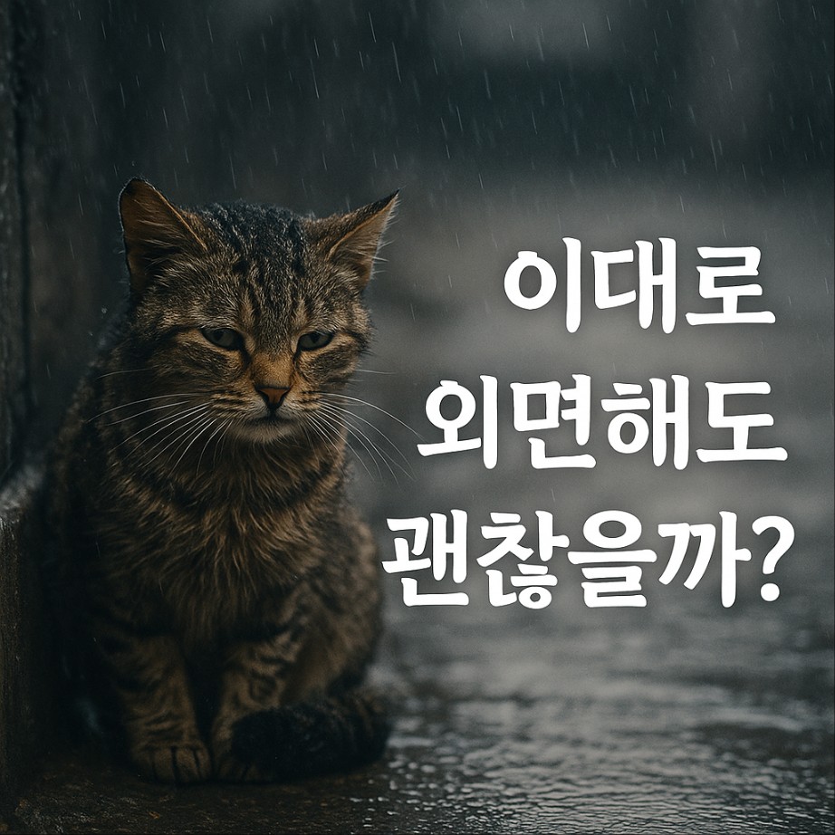 길고양이 한마리가 비를 맞으며 길거리에 슬픈 표정으로 앉아있다