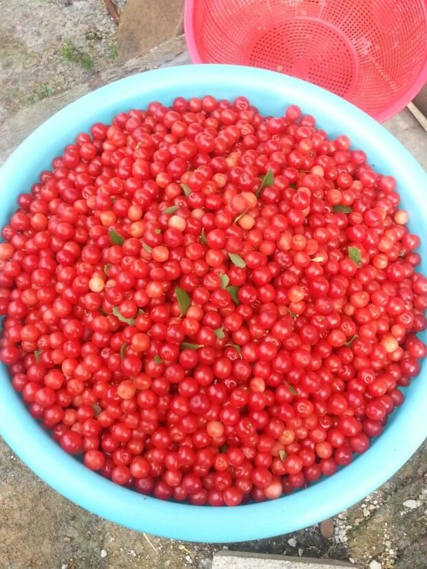 보리수 효능 10가지 및 부작용 및 주의사항