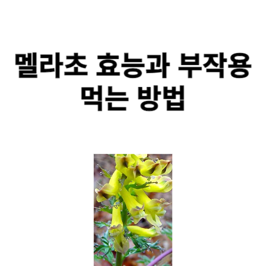 멜라초 효능과 부작용, 먹는 방법