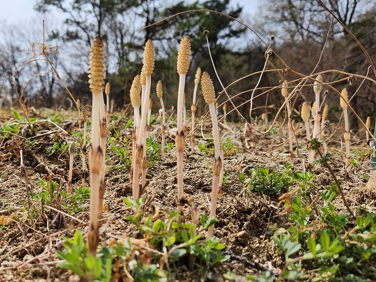 쇠뜨기