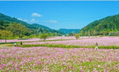 정읍 구절초꽃축제