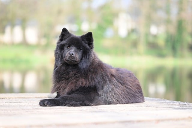 반려동물 관리사 1급