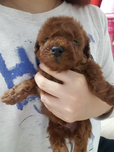 강아지 예방접종과 정기적인 건강관리에서 알아둘 점