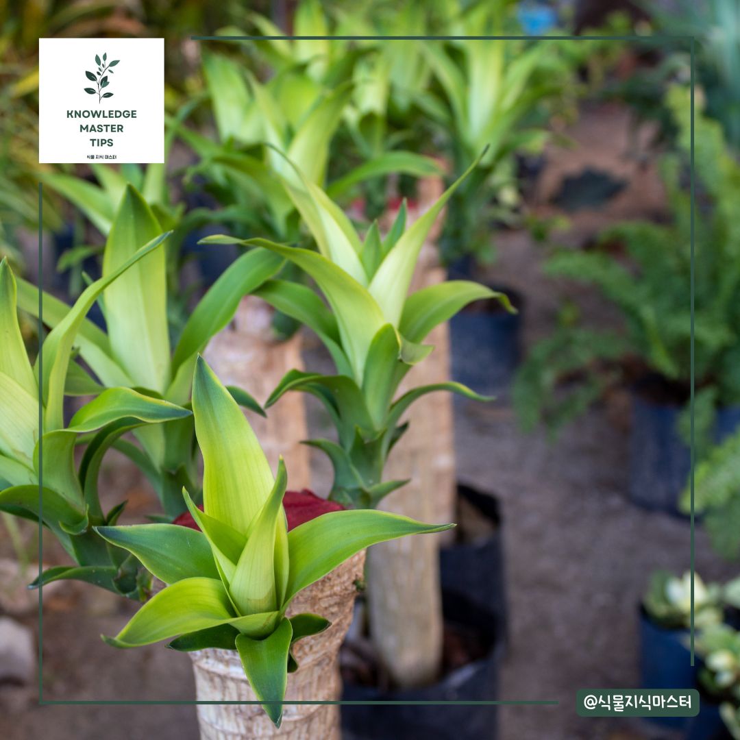 행운목 수경재배 방법