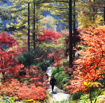 아침고요수목원 단풍