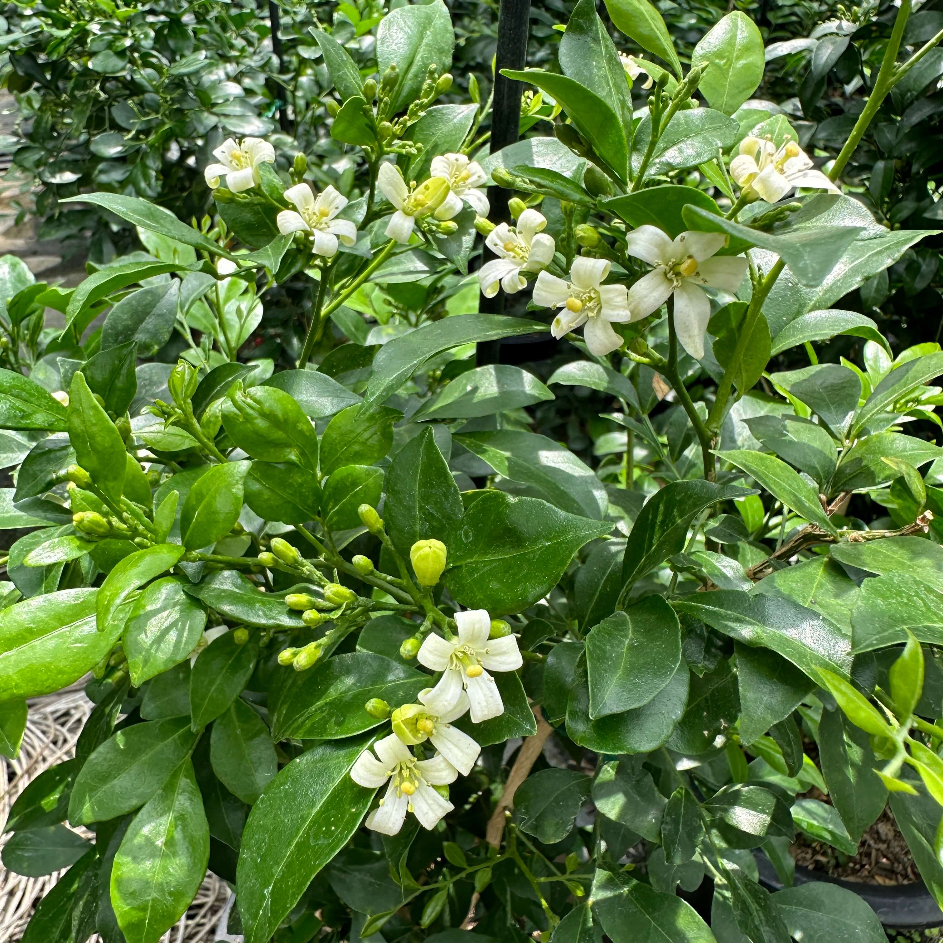 실내 식물 오렌지 쟈스민