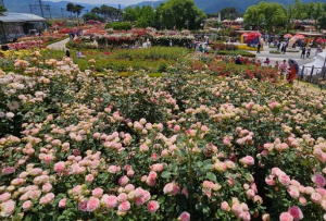 꼭 가야하는 축제 BEST 5곳