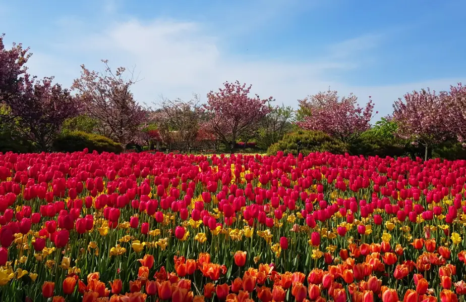 태안 튤립축제 일정&amp;#44; 개화시기