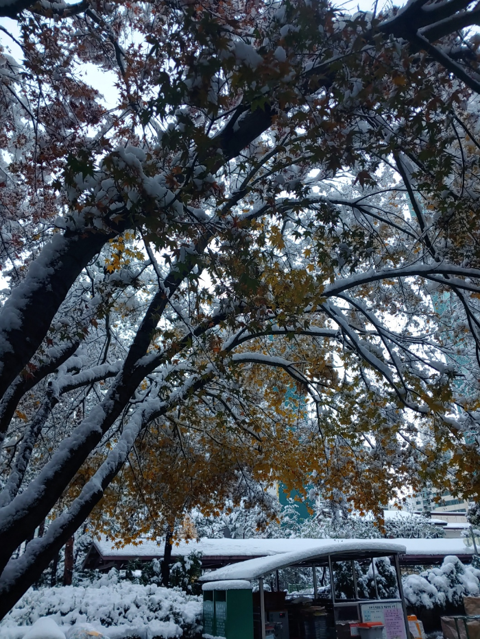 경기도-시흥시-은행동-첫눈