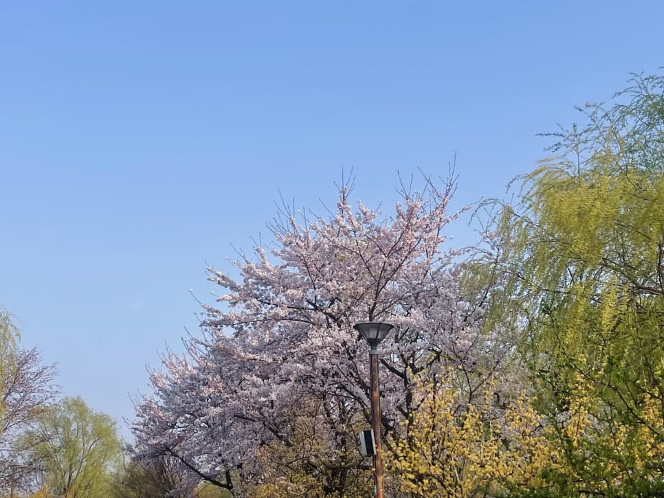 서울·경기 벚꽃캠핑장 추천 ❘ 봄날 감성 가득한 캠핑 명소 6곳