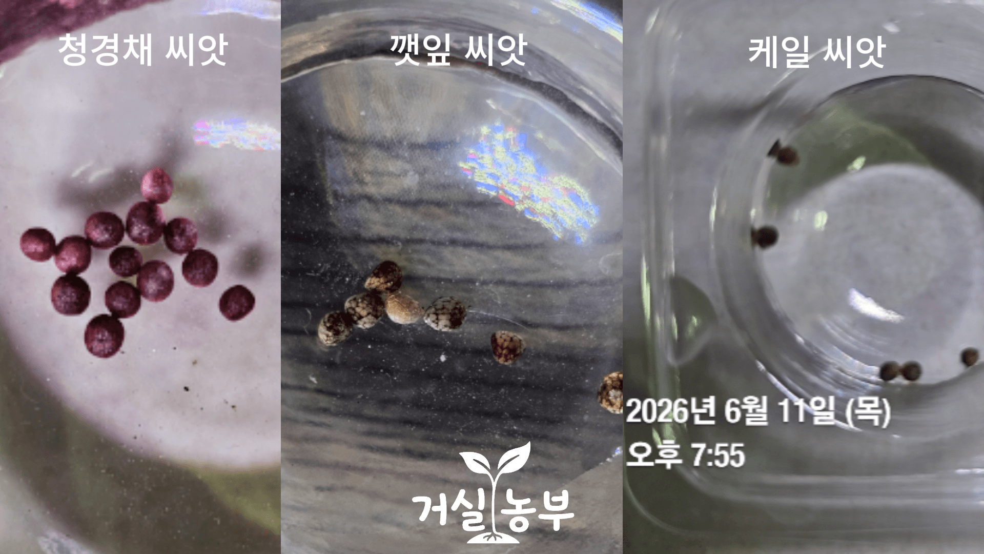 청경채 깻잎 케일 씨앗을 비교한 모습